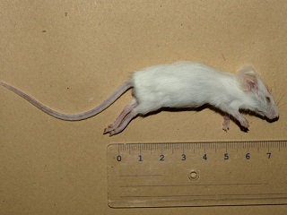 mysz 3.jpg