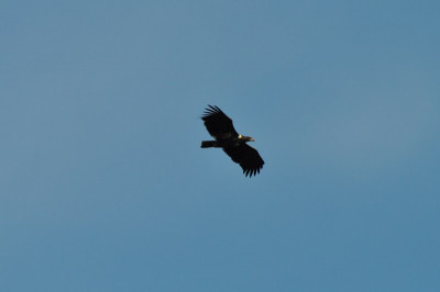 DSC_0320.JPG
