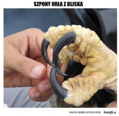szpony.jpg