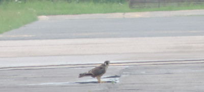 falco2 (2).jpg (182.33 KiB) Przejrzano 21695 razy falco2 (2).jpg