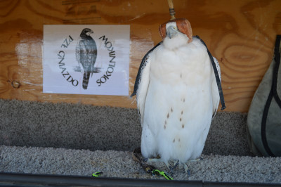 Falconry-Sage Grouse (6) (Kopiowanie).JPG