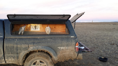 Falconry-Sage Grouse (2) (Kopiowanie).jpg