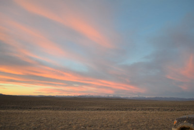 Falconry-Sage Grouse (16) (Kopiowanie).JPG