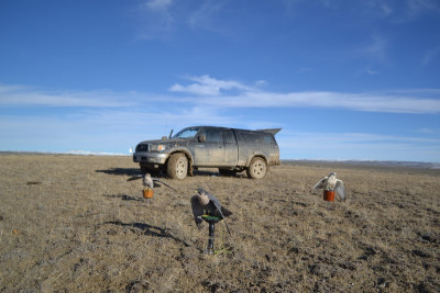 Falconry-Sage Grouse (15) (Kopiowanie).JPG
