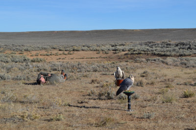 Falconry-Sage Grouse (20) (Kopiowanie).JPG