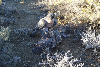 Falconry-Sage Grouse (17) (Kopiowanie).JPG
