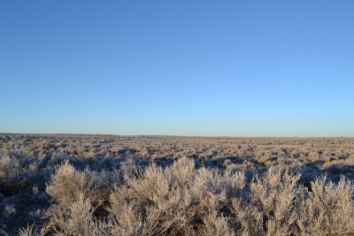 Falconry-Sage Grouse (13) (Kopiowanie).JPG