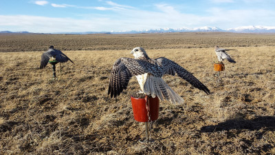 Falconry-Sage Grouse (1) (Kopiowanie).jpg