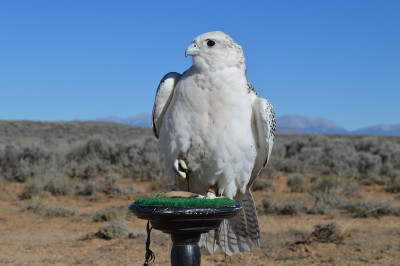 Falconry-Sage Grouse (8) (Kopiowanie).JPG