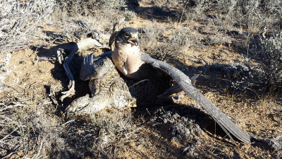 Falconry-Sage Grouse (5) (Kopiowanie).jpg