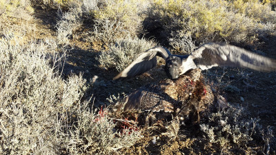 Falconry-Sage Grouse (3) (Kopiowanie).jpg