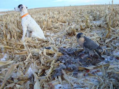 falconry- prairie chicken (4) (small).JPG