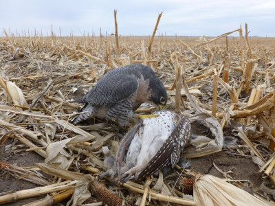 falconry- prairie chicken (7) (small).JPG