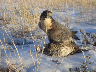 falconry- prairie chicken (1) (small).jpg