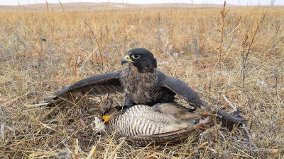 falconry- prairie chicken (3) (small).jpg