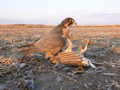 falconry- prairie chicken (5) (small).JPG