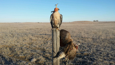 Falconry 98324.jpg