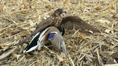 Falconry 98273.jpg