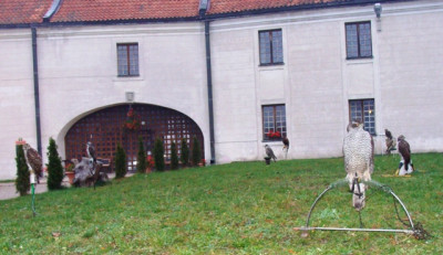 trawnik pełen różności