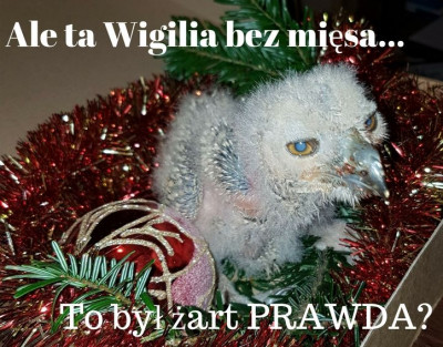 Ale ta Wigilia bez miesa.jpg