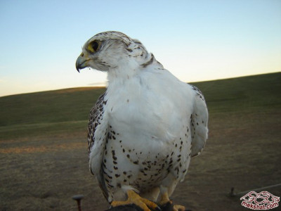 mongolski bialy 1.jpg