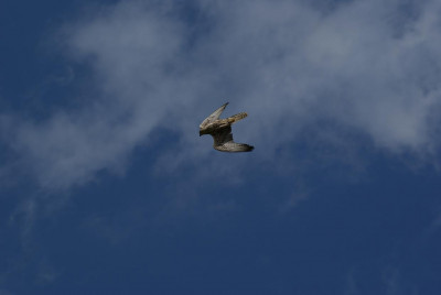 Nada sie do National Geographic :P?
