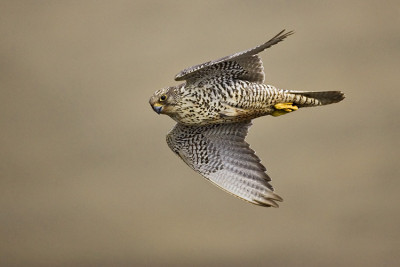 gyr1.jpg