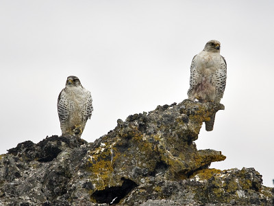 gyrfalcon4.jpg
