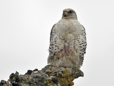 gyrfalcon2.jpg