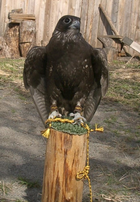 tmavý_altai_Severní_Osetie.jpg