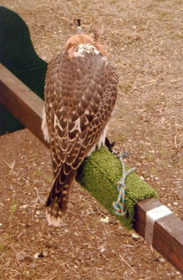 Altai_z_Kentish_falconry.jpg