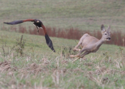 old_harris_attacked_roe_deer[1].jpg