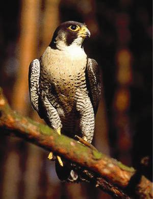 Falco Peregrinus