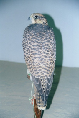 hybryda.jpg