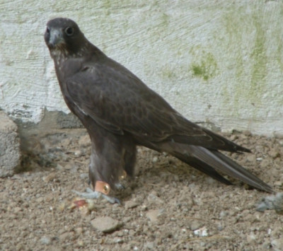 568.jpg