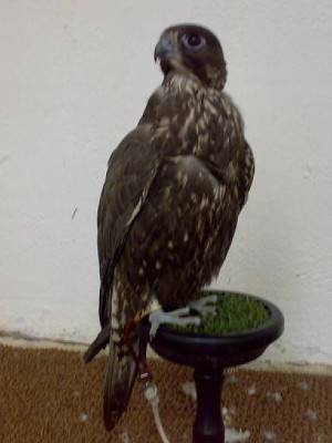 20080723.jpg