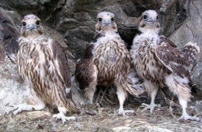 tuva youngsters.jpg