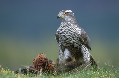 Goshawk0003.jpg