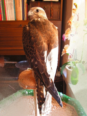 PICT0009.JPG