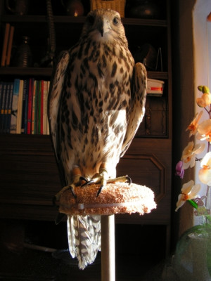 PICT0011.JPG