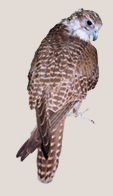 Falco cherrug milvipes.jpg