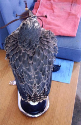 Altai z Kentish falconry_3.jpg