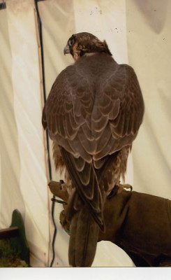 Altai z Kentish falconry_2.jpg