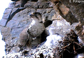 Altai falcon.jpg