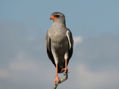 Pale_chanting_goshawk.jpg