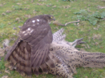 spar on hen.jpg