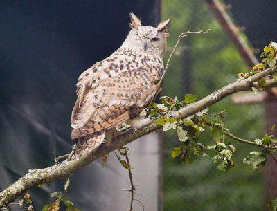 bubo.jpg